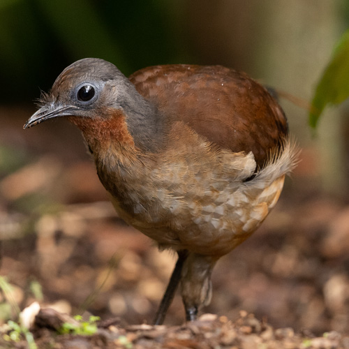 albertsLyre bird