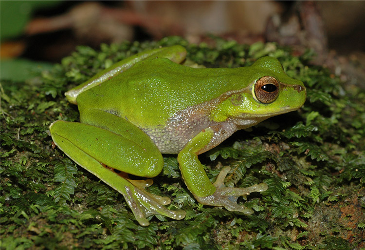 litoria pearsoniana