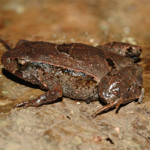 pouched frog