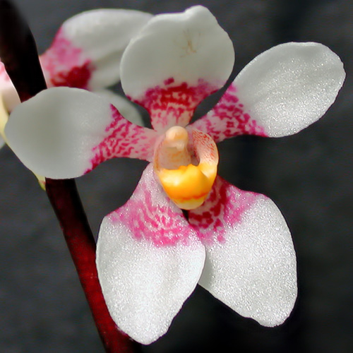 Ravine orchid