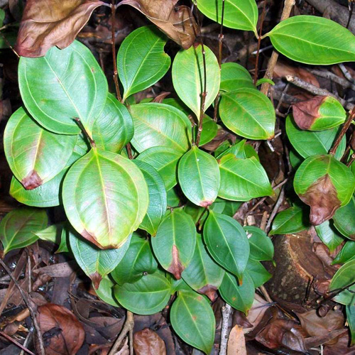 smooth scrub turpentine