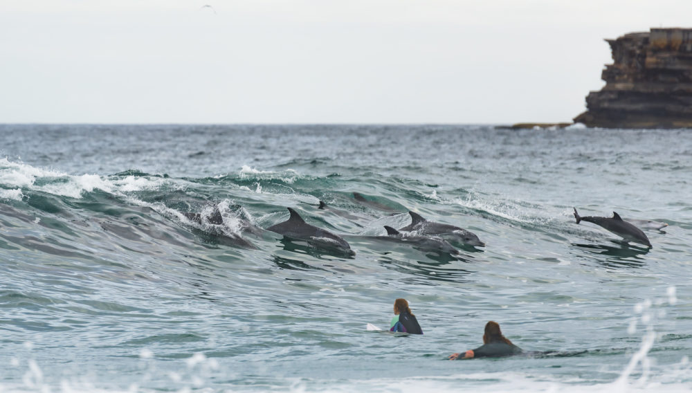 Surfing with dolphins