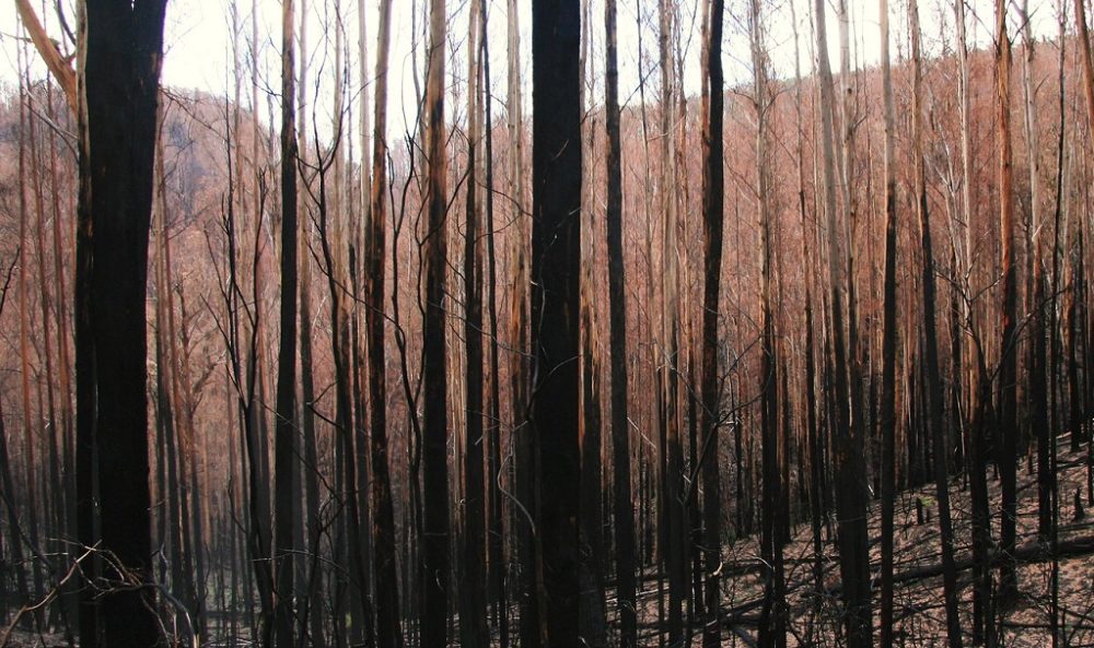 bushfire forest
