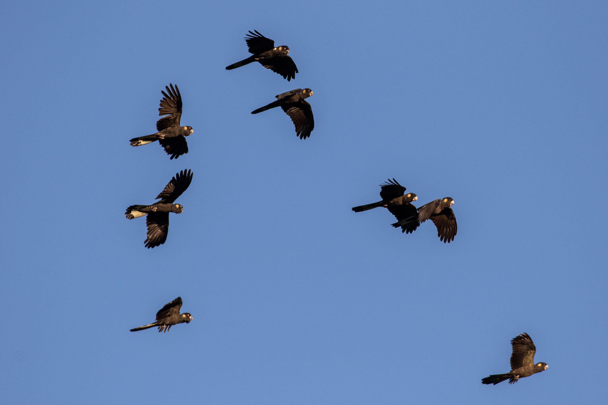 Environmental Defenders Office - "EPBC Independent Review vs Fast-track Bill" (September 4, 2020)