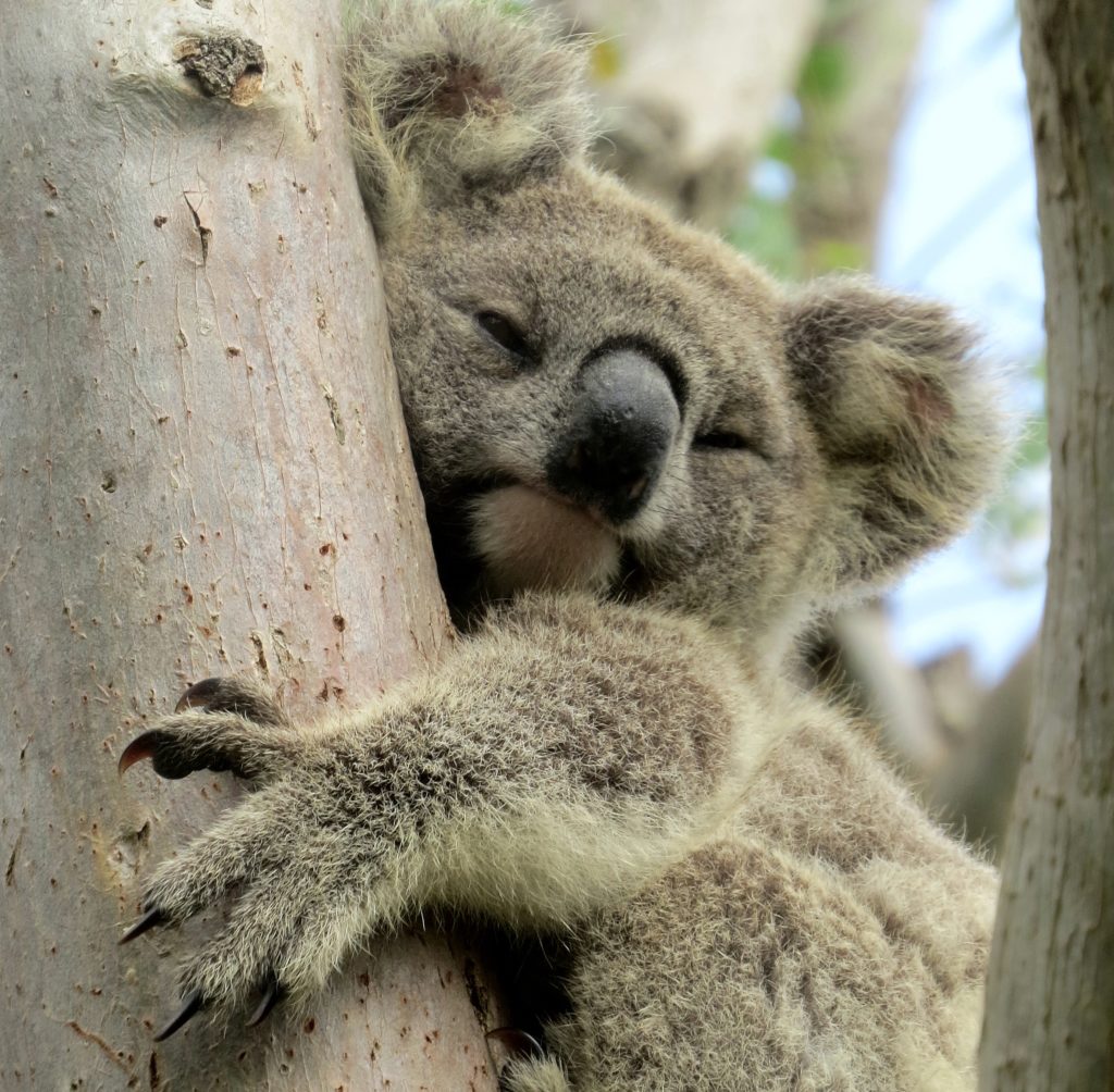 Call to declare koalas 'endangered' in NSW Environmental Defenders Office