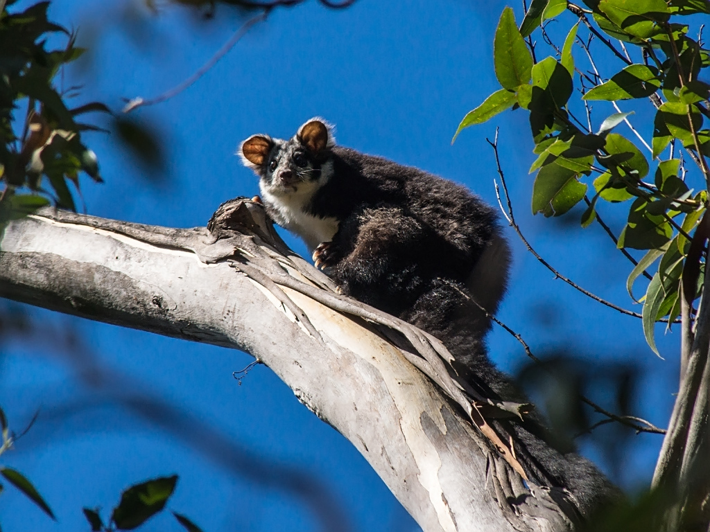 Greater Glider (Petauroides volans) by David Cook