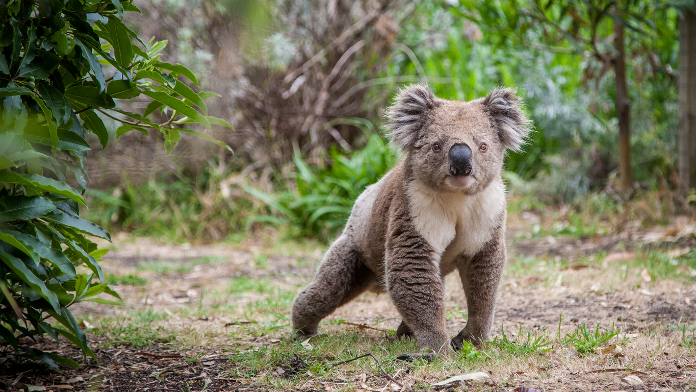 Updated Analysis The Truth About The NSW Koala SEPP Environmental 