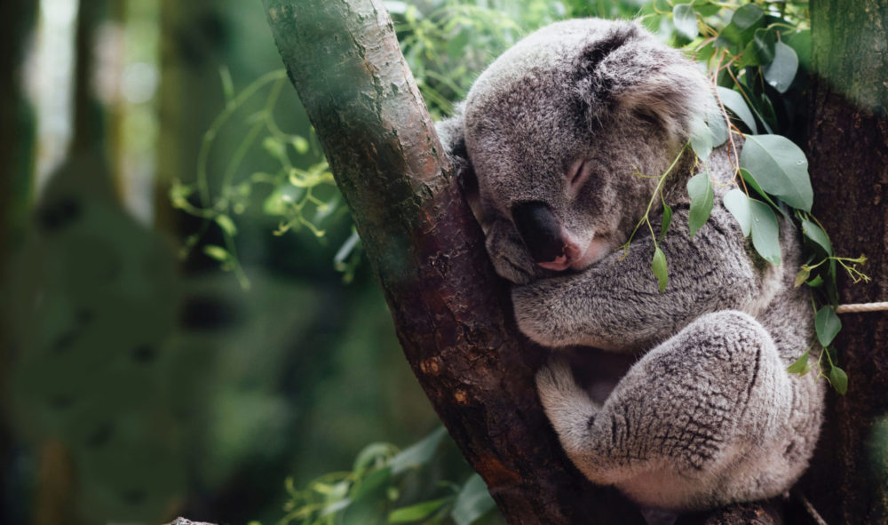 Коала и змея. Коала Квинсленда. Коала на дереве. Коала мальчик.