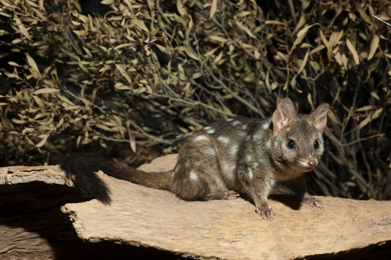 Many of Australia's unique animals are under threat because of gas developments and exploration around the country.