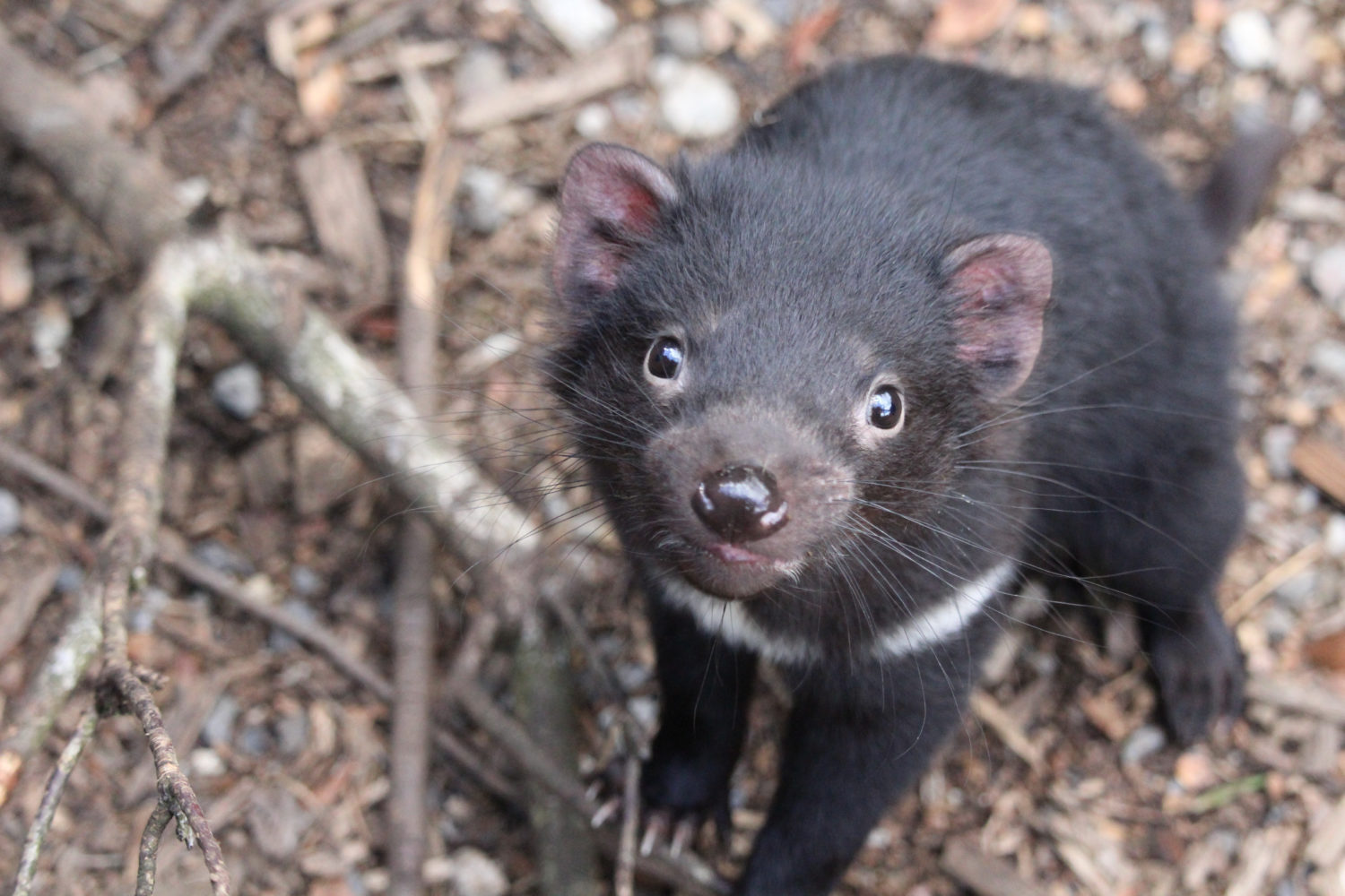 Tasmanian Devil