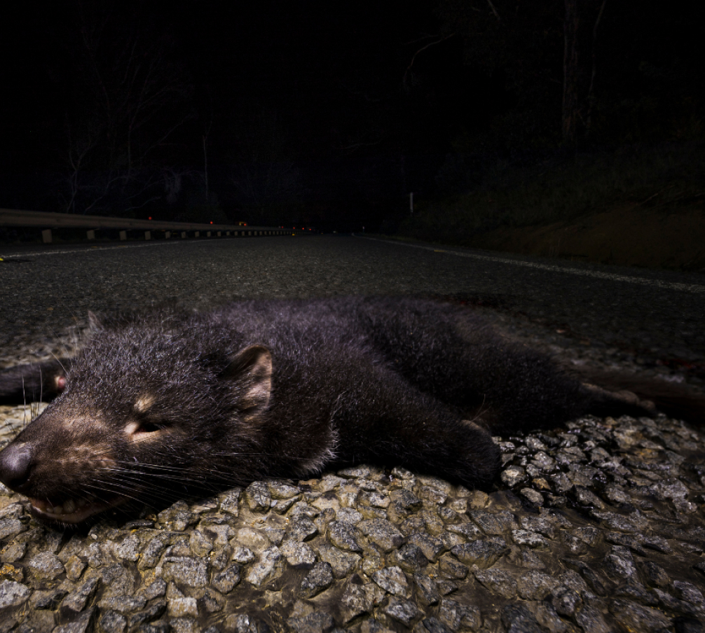 Defend Tassie devils - Environmental Defenders Office