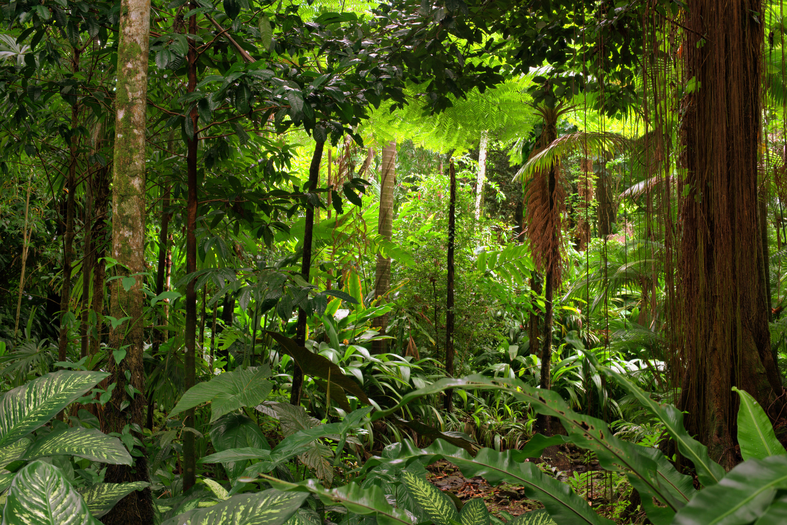 Зона влажных лесов австралии. Тропикал Рейнфорест. Леса Сельва в Перу. Тропическая Сельва. Ярусы влажных тропических лесов Африки.
