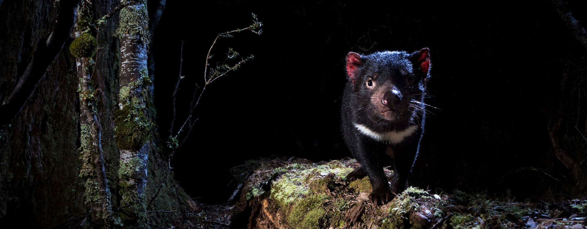 Video: Tasmanian devils could face a tragic end - Environmental
