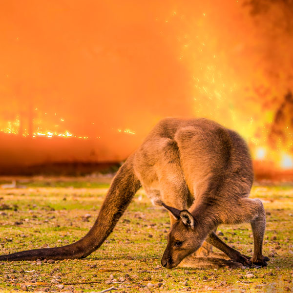 Defend Tassie devils - Environmental Defenders Office