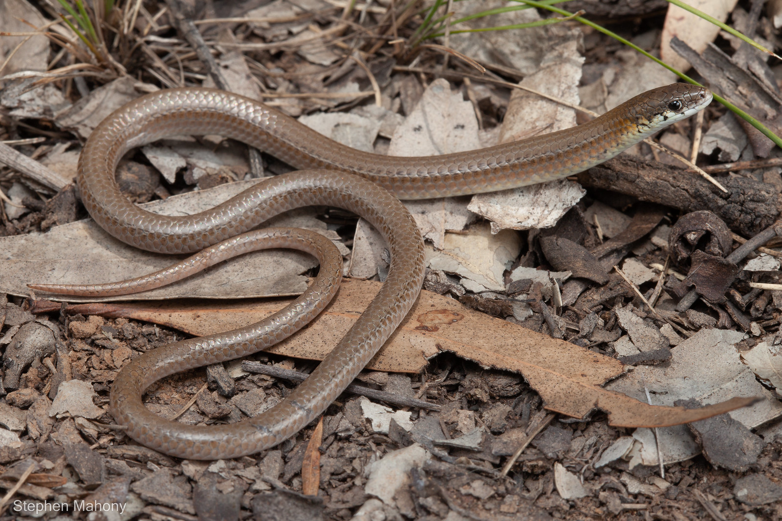 Hunter Valley Delma, a rare legless lizard