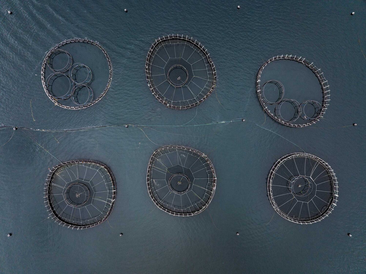 Bird's eye aerial drone view of a large salmon fish farm (Aquaculture of salmonids) off the coast of Tinderbox in the local government area of Kingborough in the Hobart region of Tasmania, Australia.