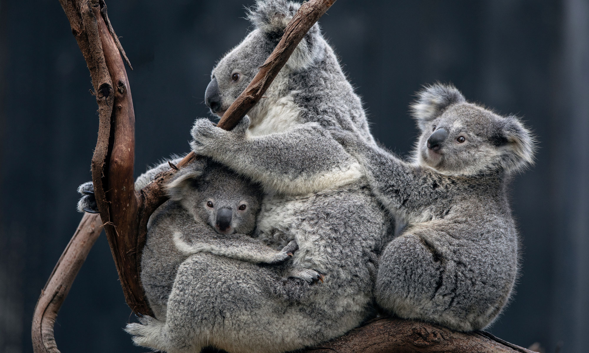 Overdue nature law reform will not save koalas from extinction