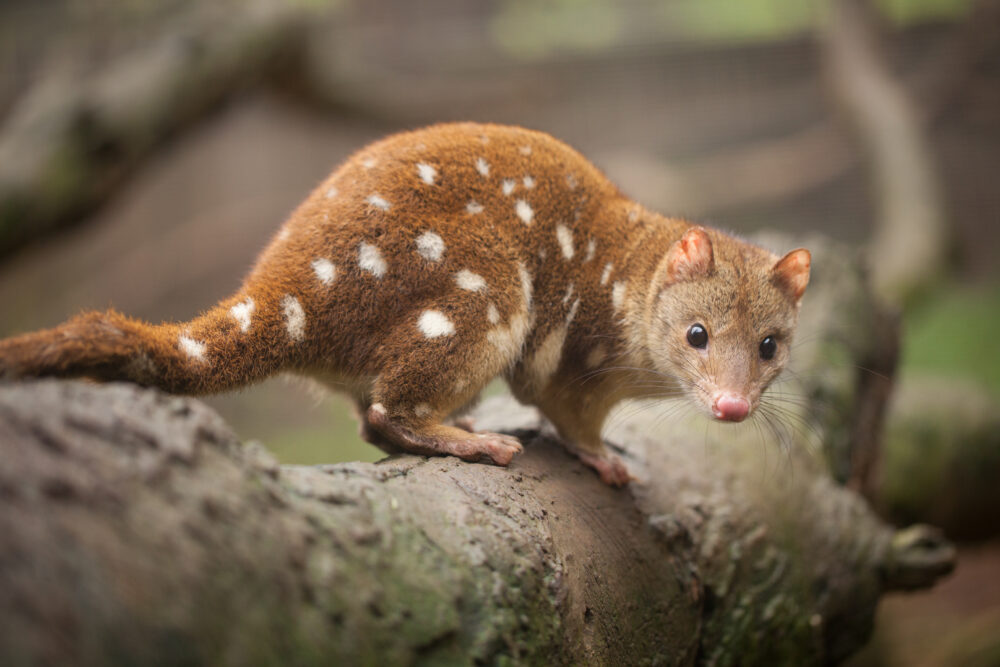 Spotted quoll. Shutterstock. Craig Dingle.